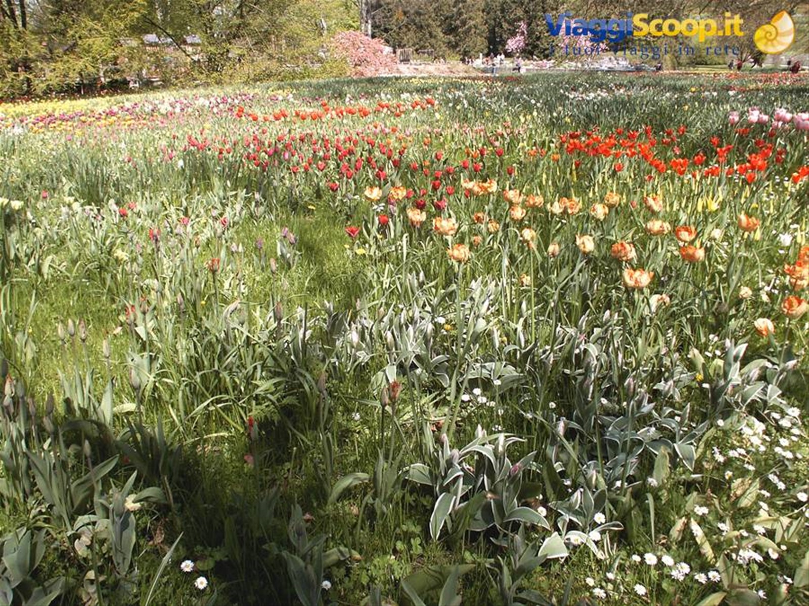 Mainau