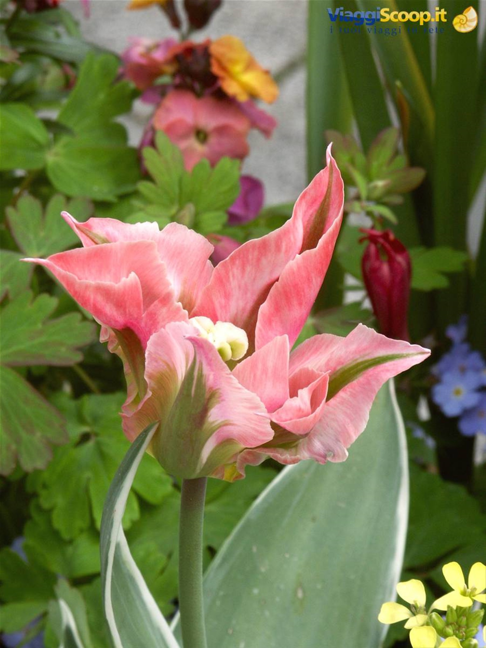 Mainau