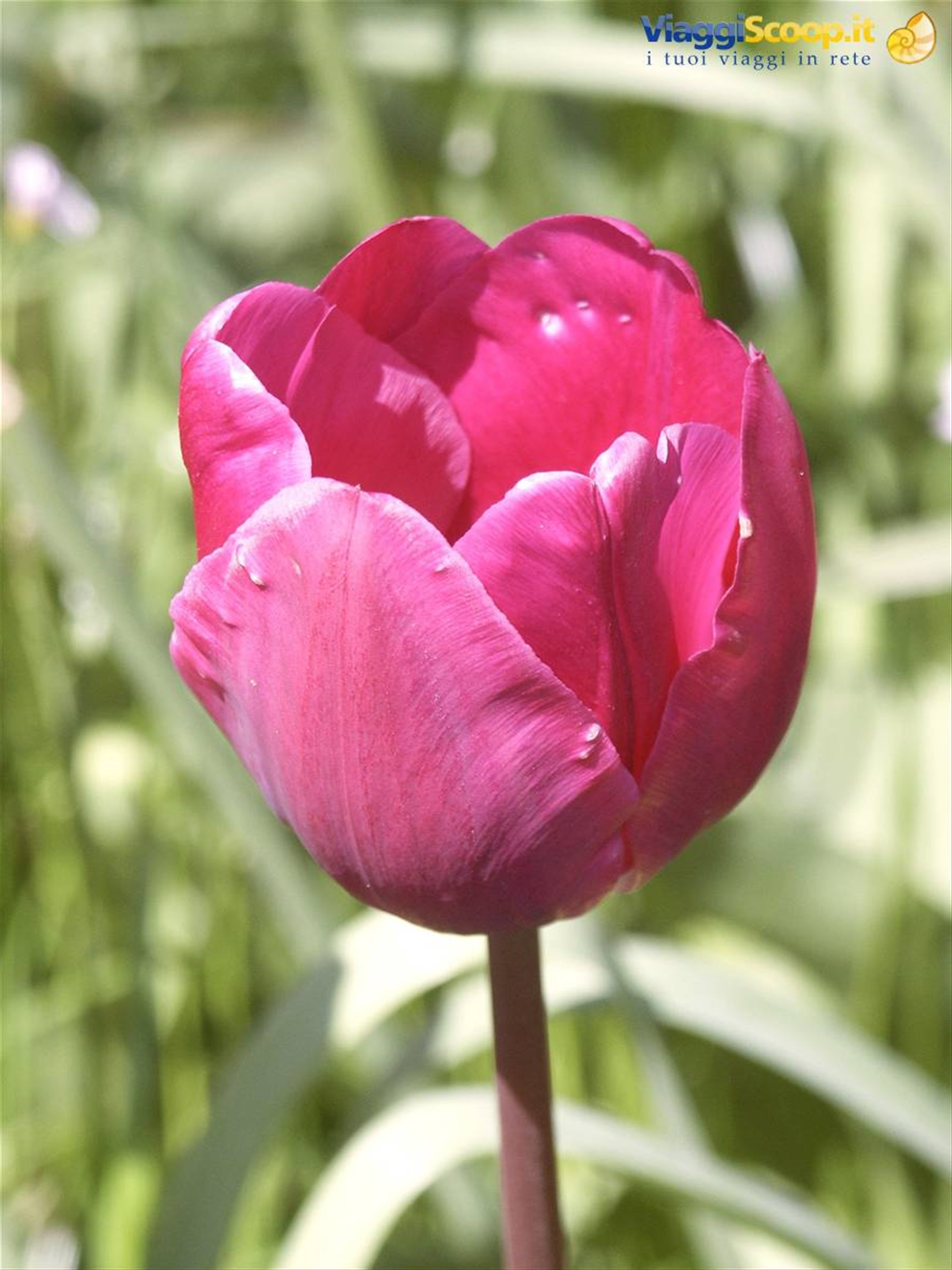Mainau