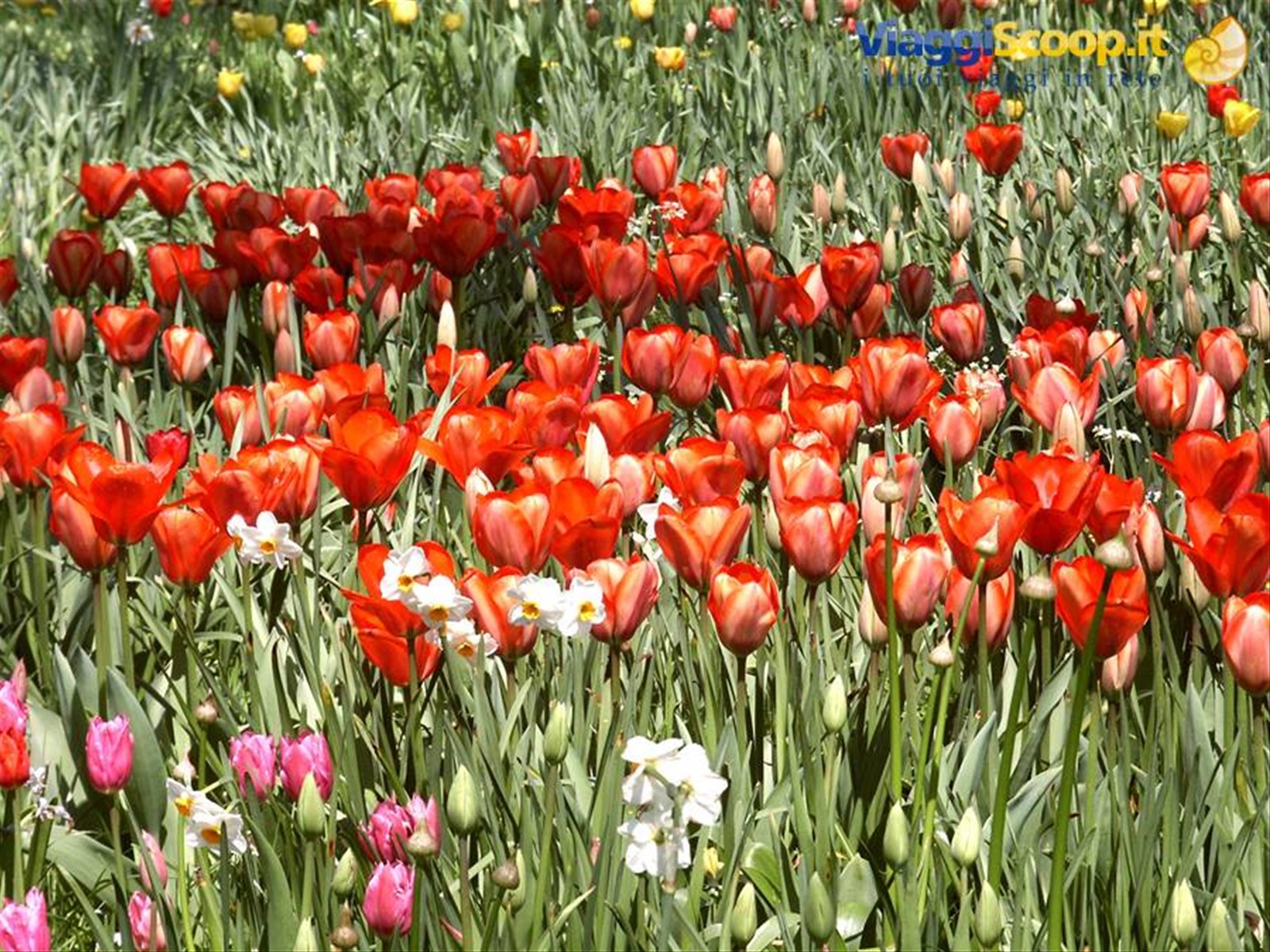 Mainau
