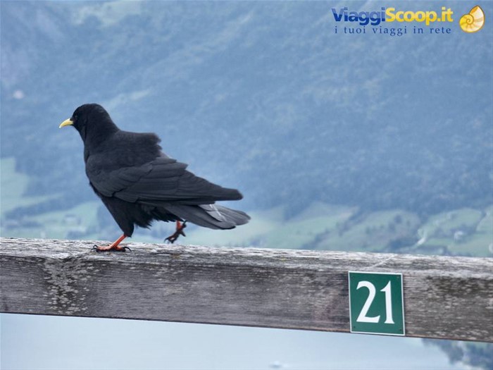 Salzkammergut 028 - St. Wolfgang - Treno SchafbergBahn