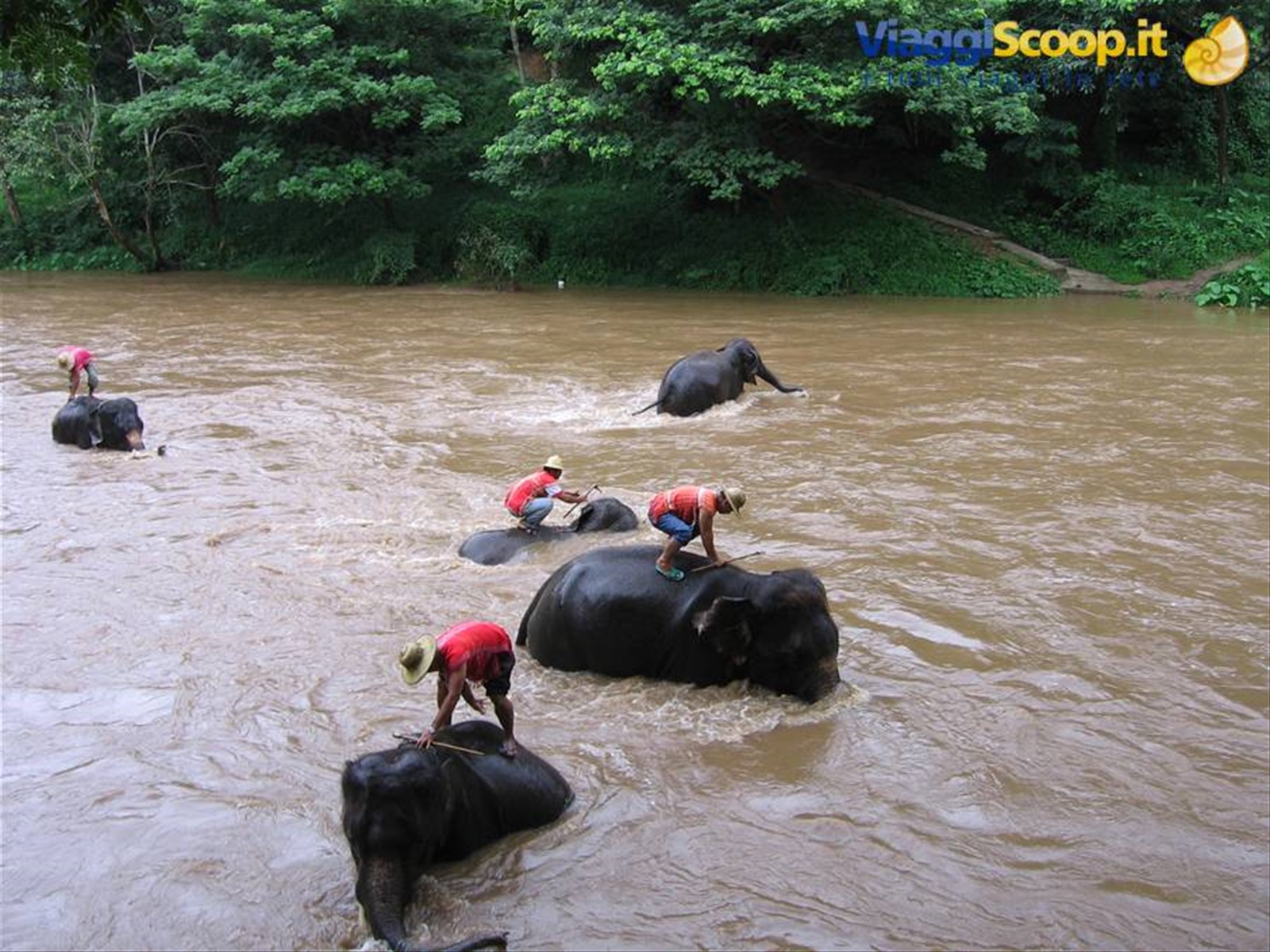 Maetaman Elephant Camp