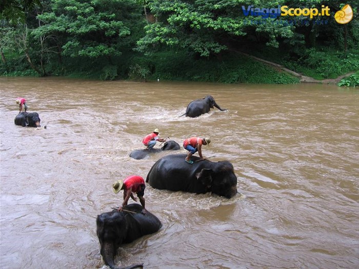 Maetaman Elephant Camp