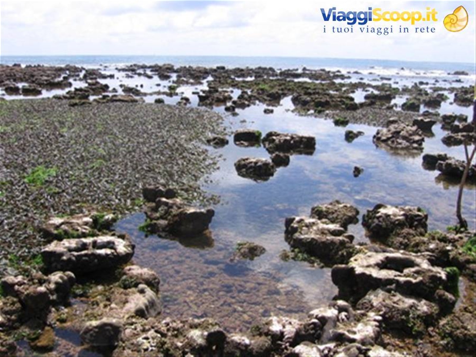 Malindi: la barriera corallina