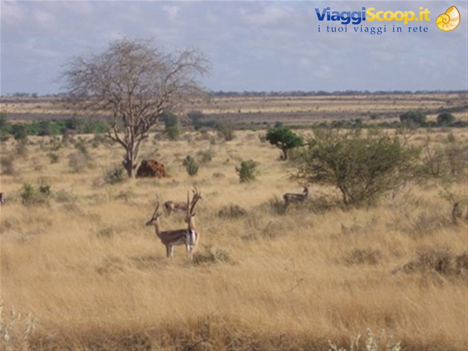 Tsavo East