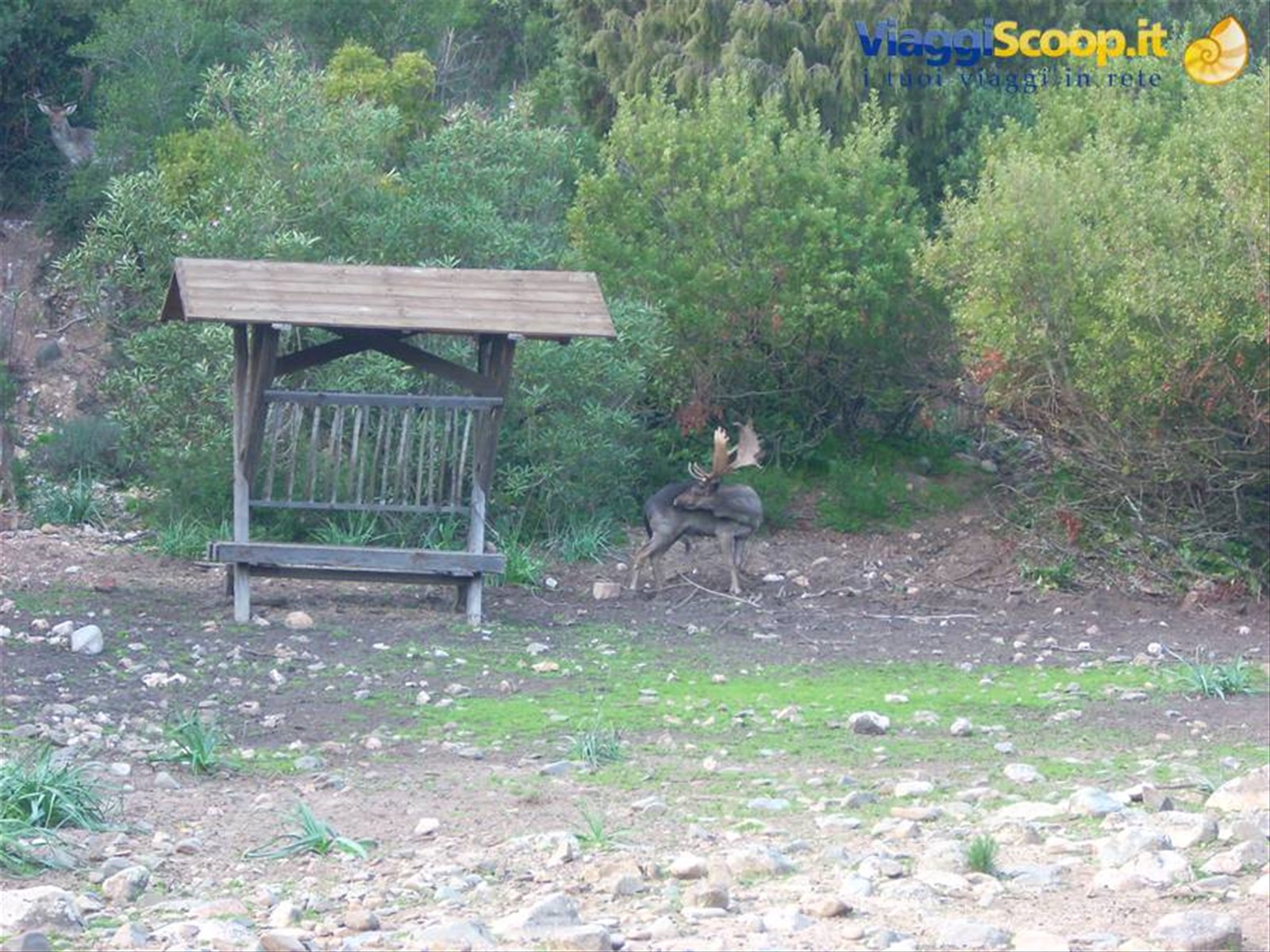 Gli abitanti del bosco