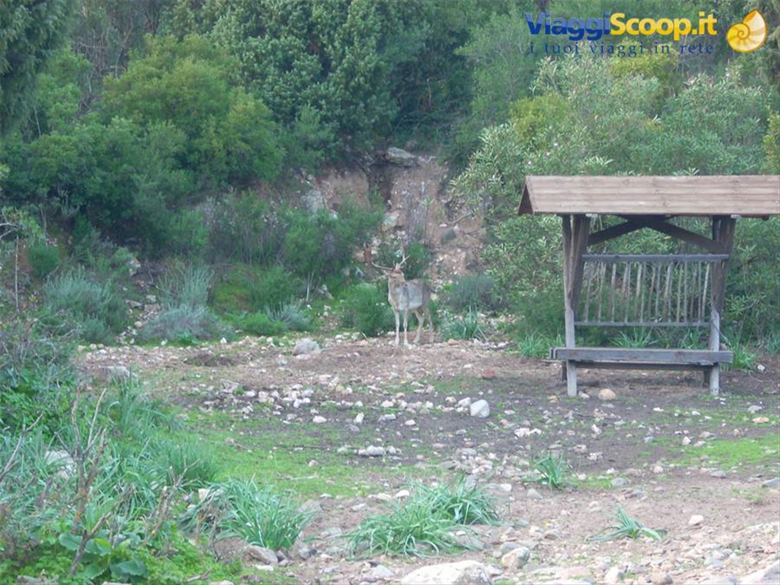 Gli abitanti del bosco 2