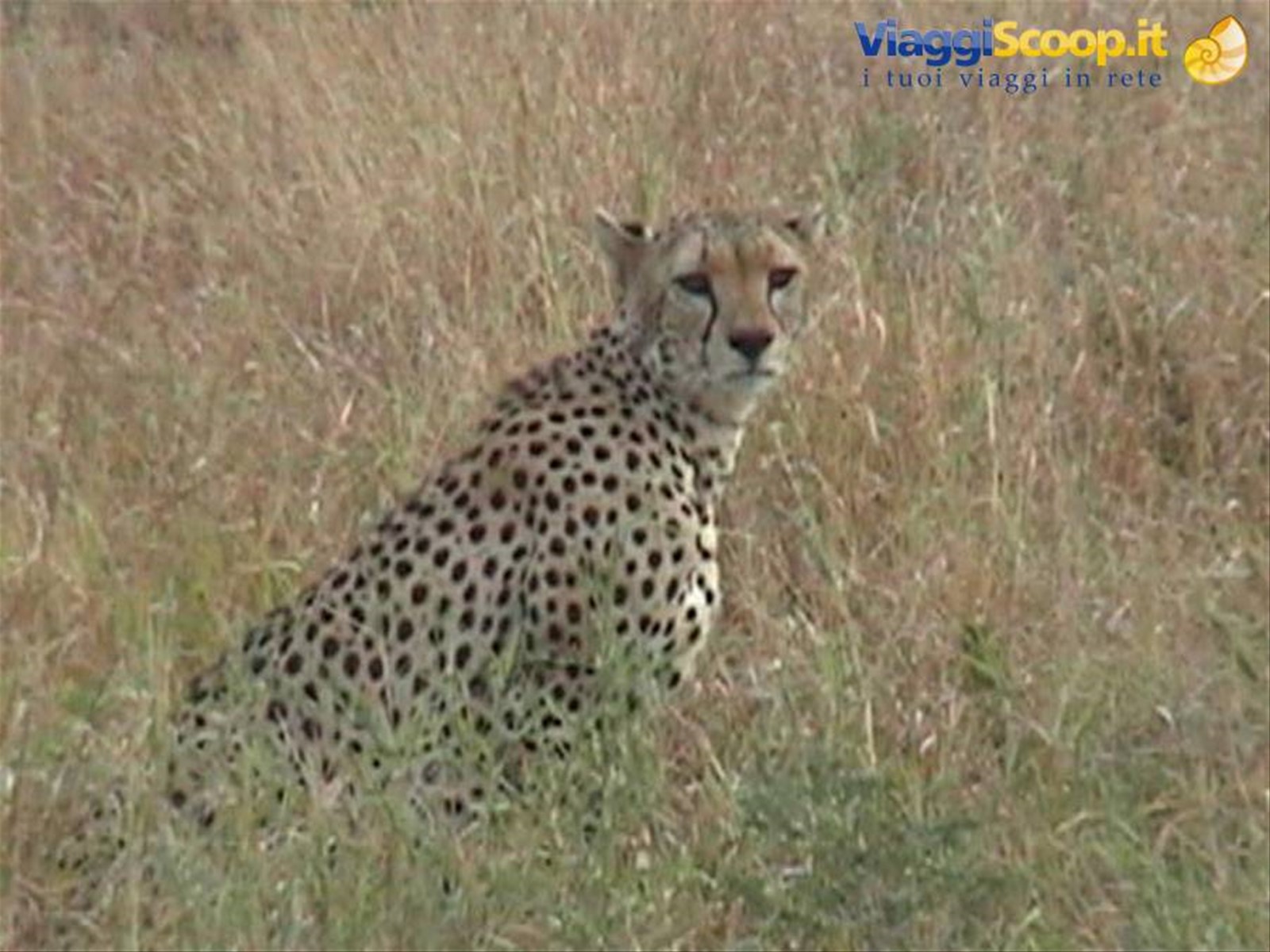 Safari in kenya