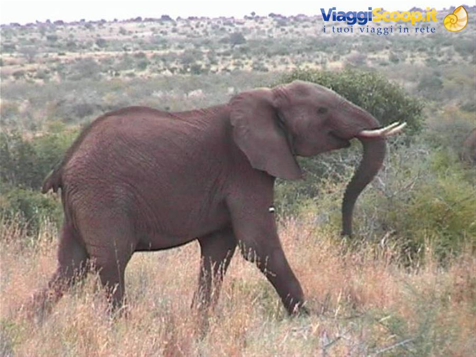 Foto di viaggio in KENYA