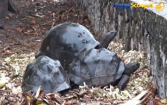 Seychelles