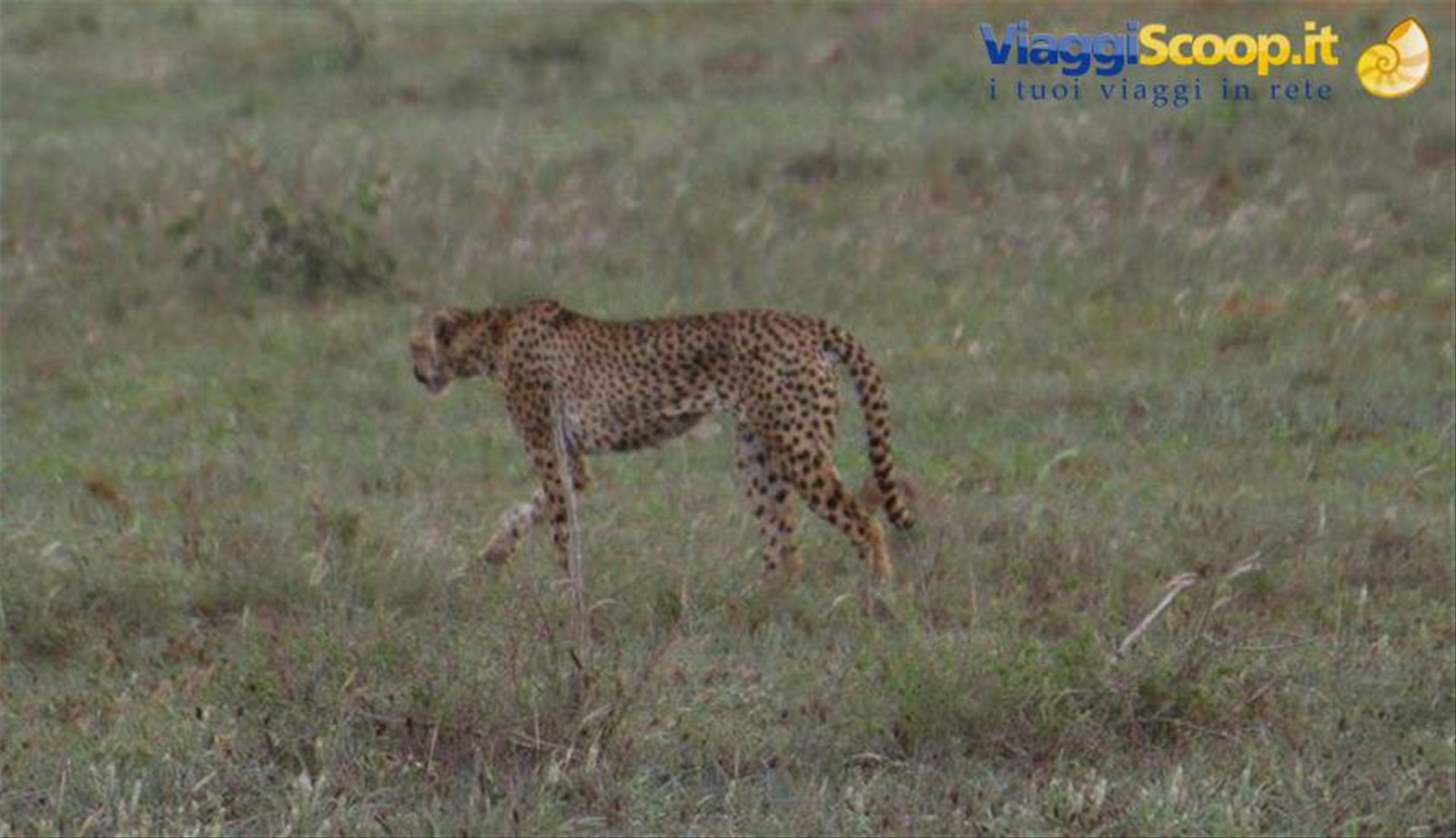 Foto di viaggio in KENYA