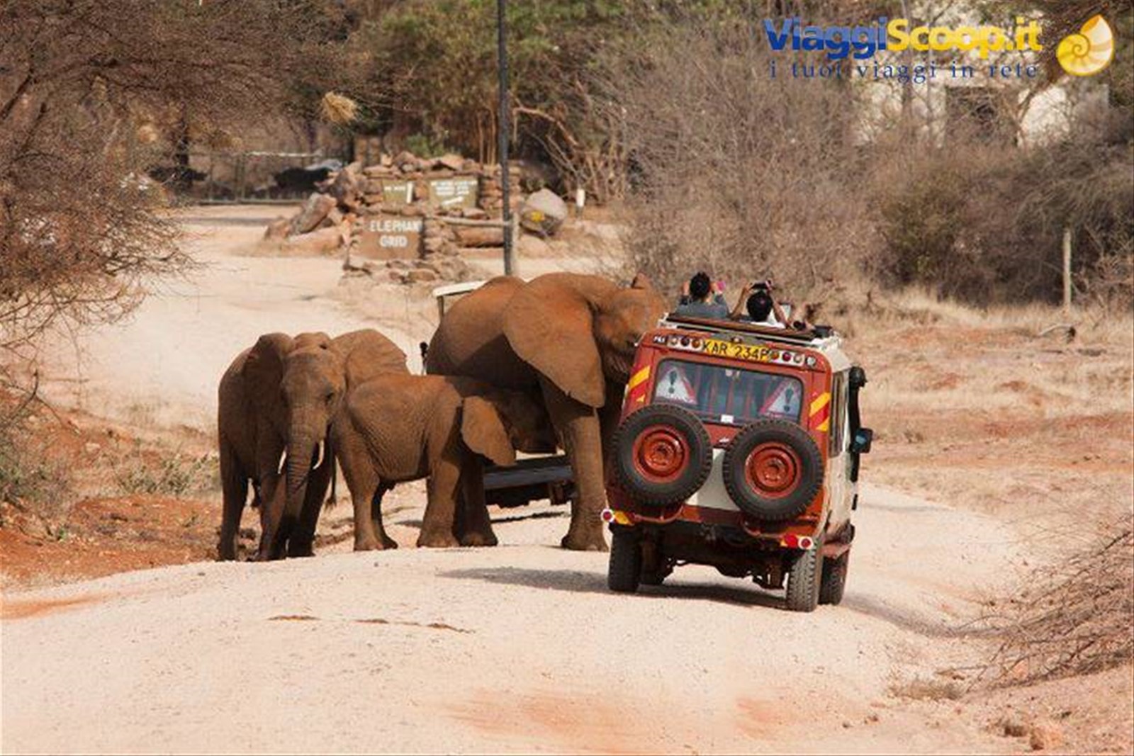 elefante