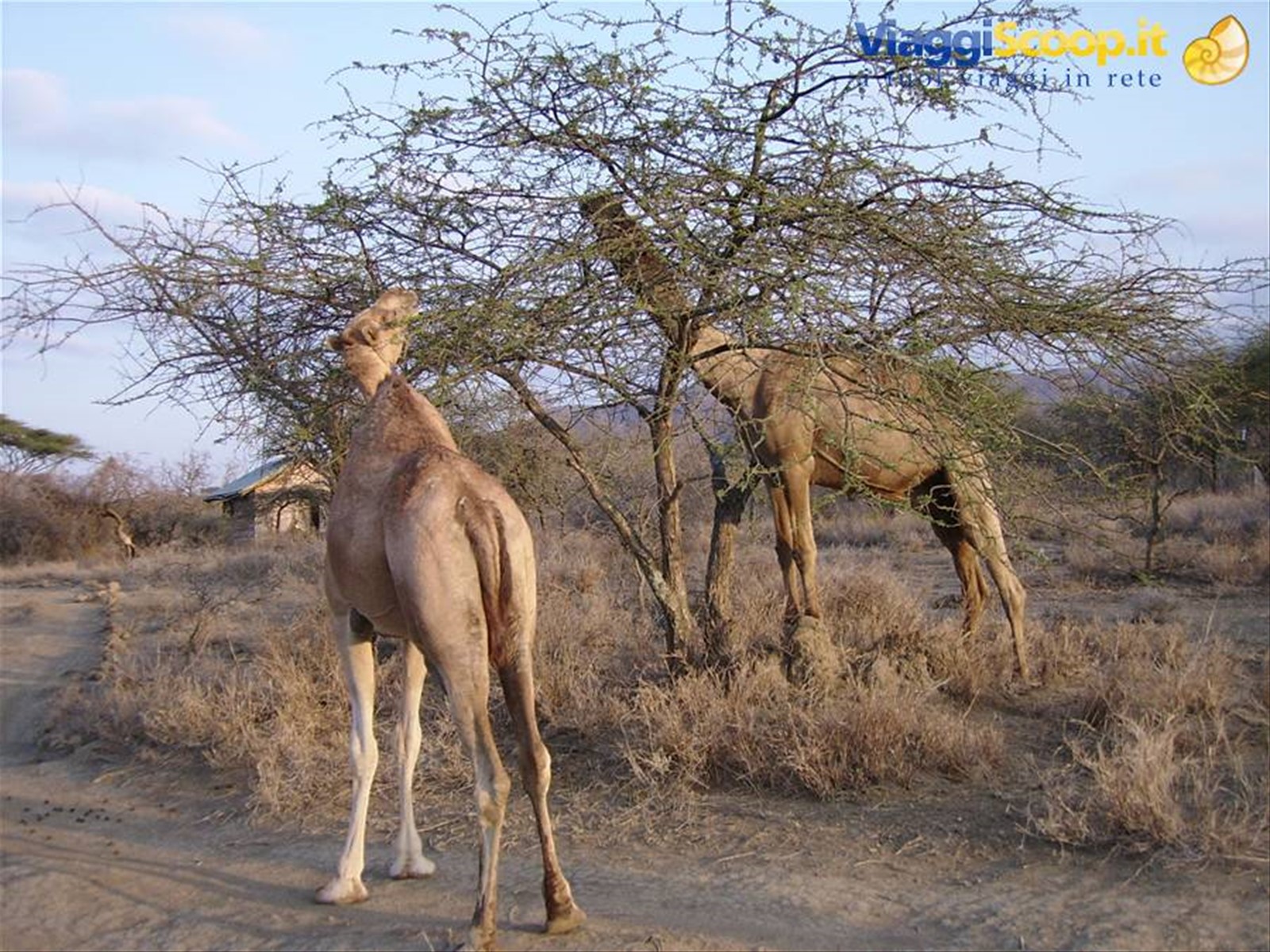 Al Camel Camp