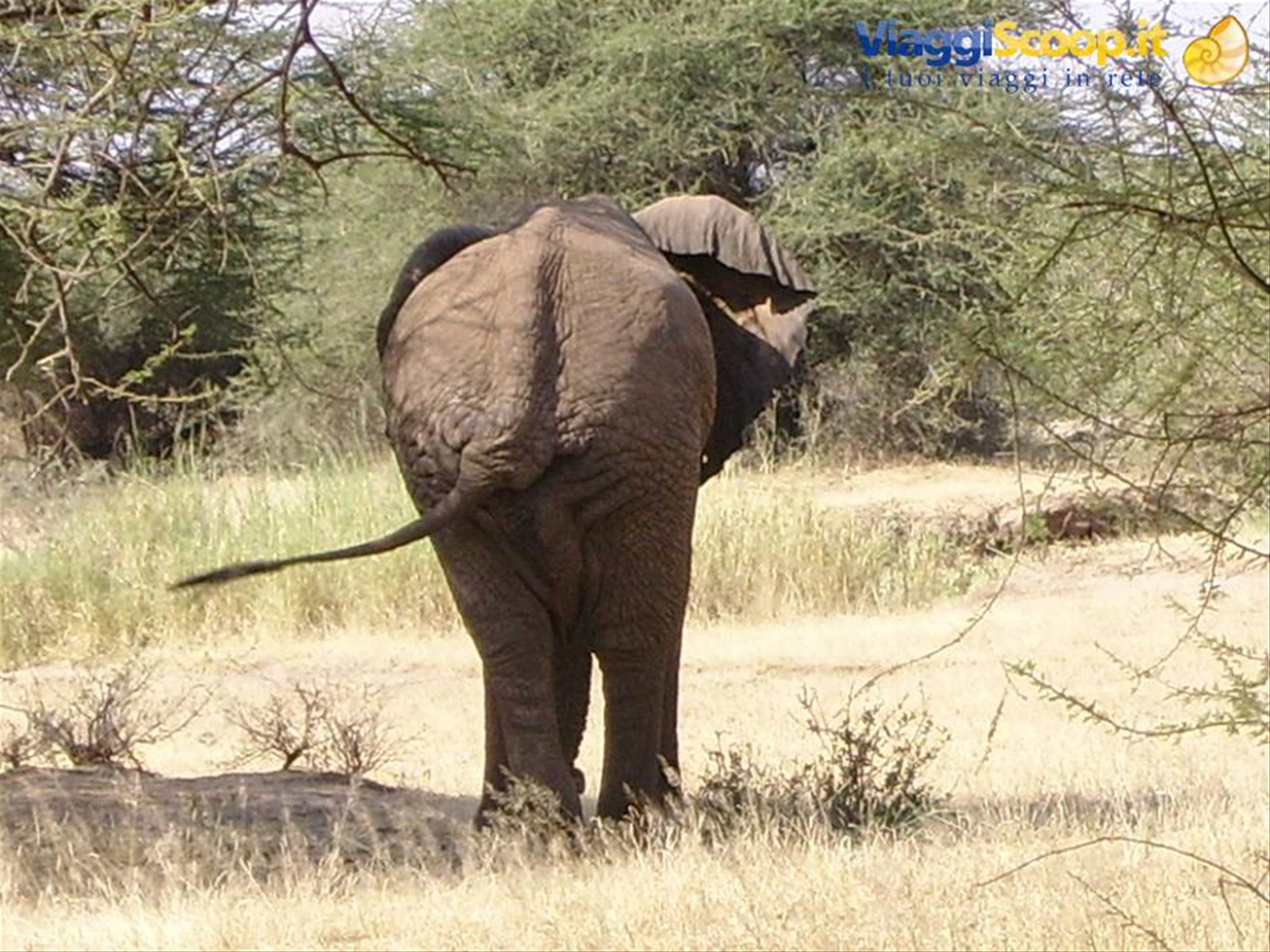 Elefante....