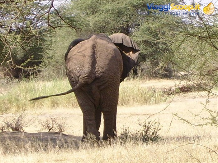 Elefante....