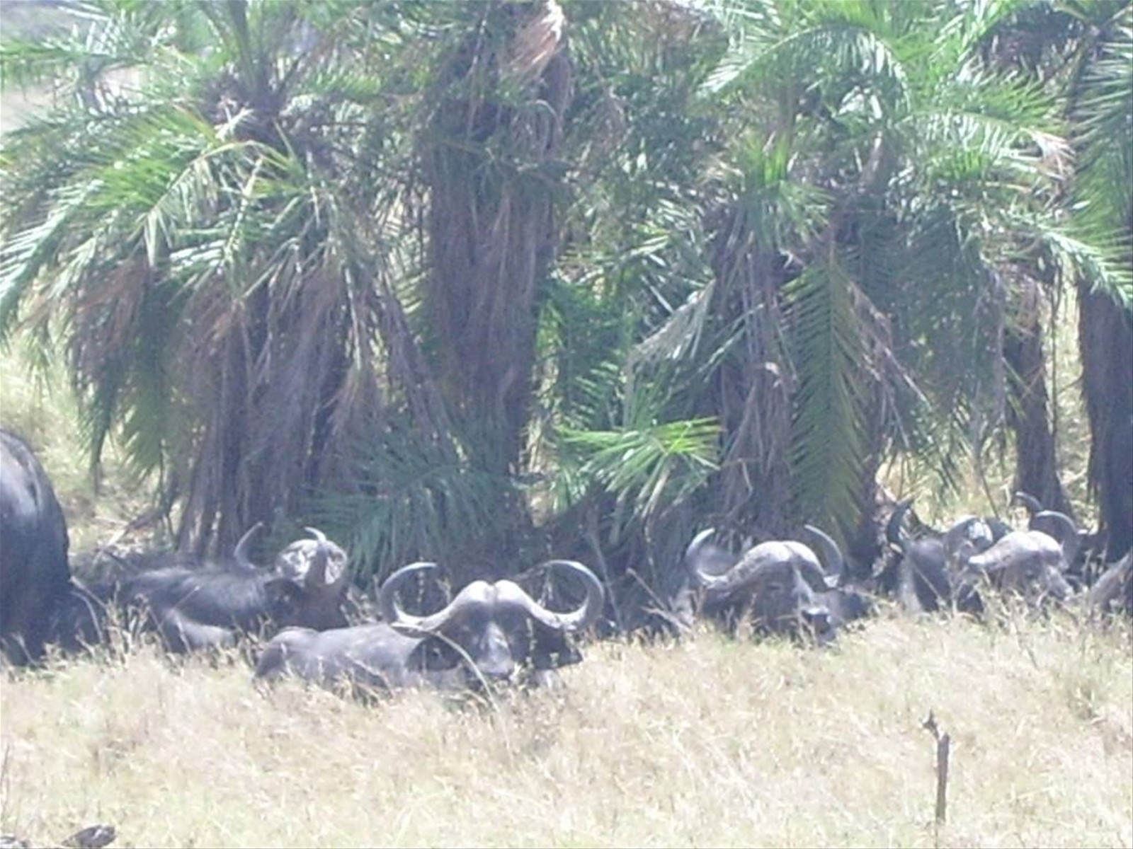 Bufali