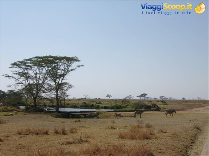 Pozza al Serengeti