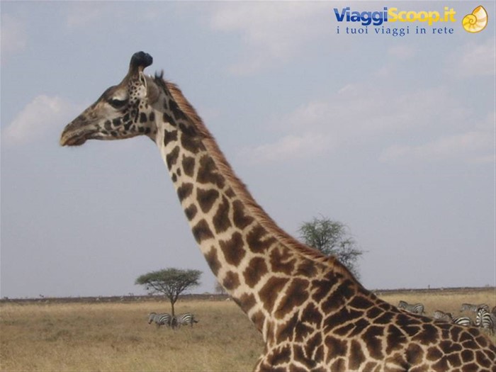 ....giraffa!