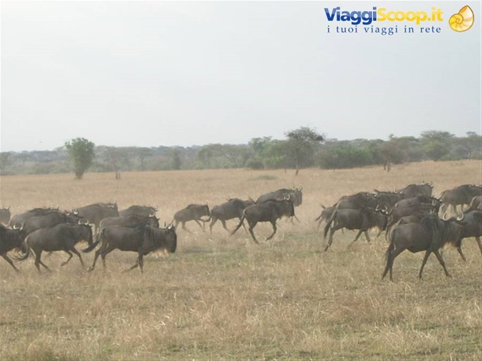 Gnu in migrazione