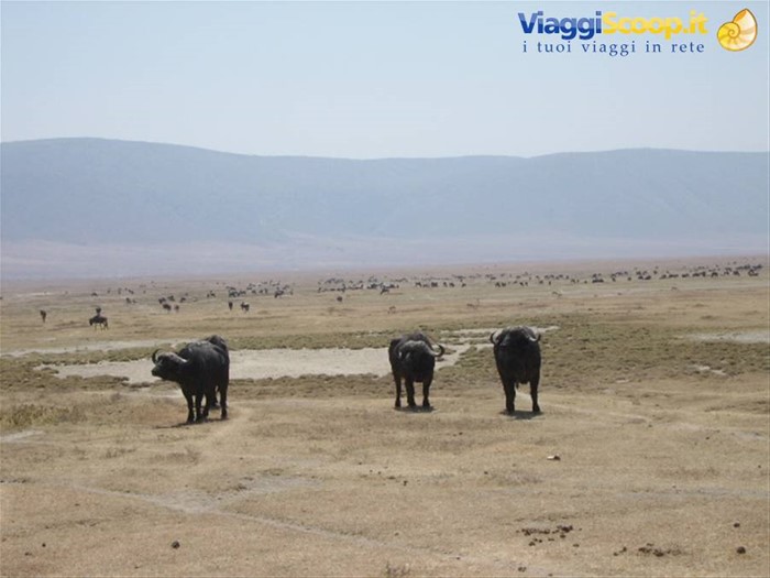 Bufali al Ngoro Ngoro