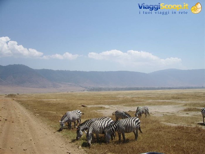 Zebre al Ngoro Ngoro