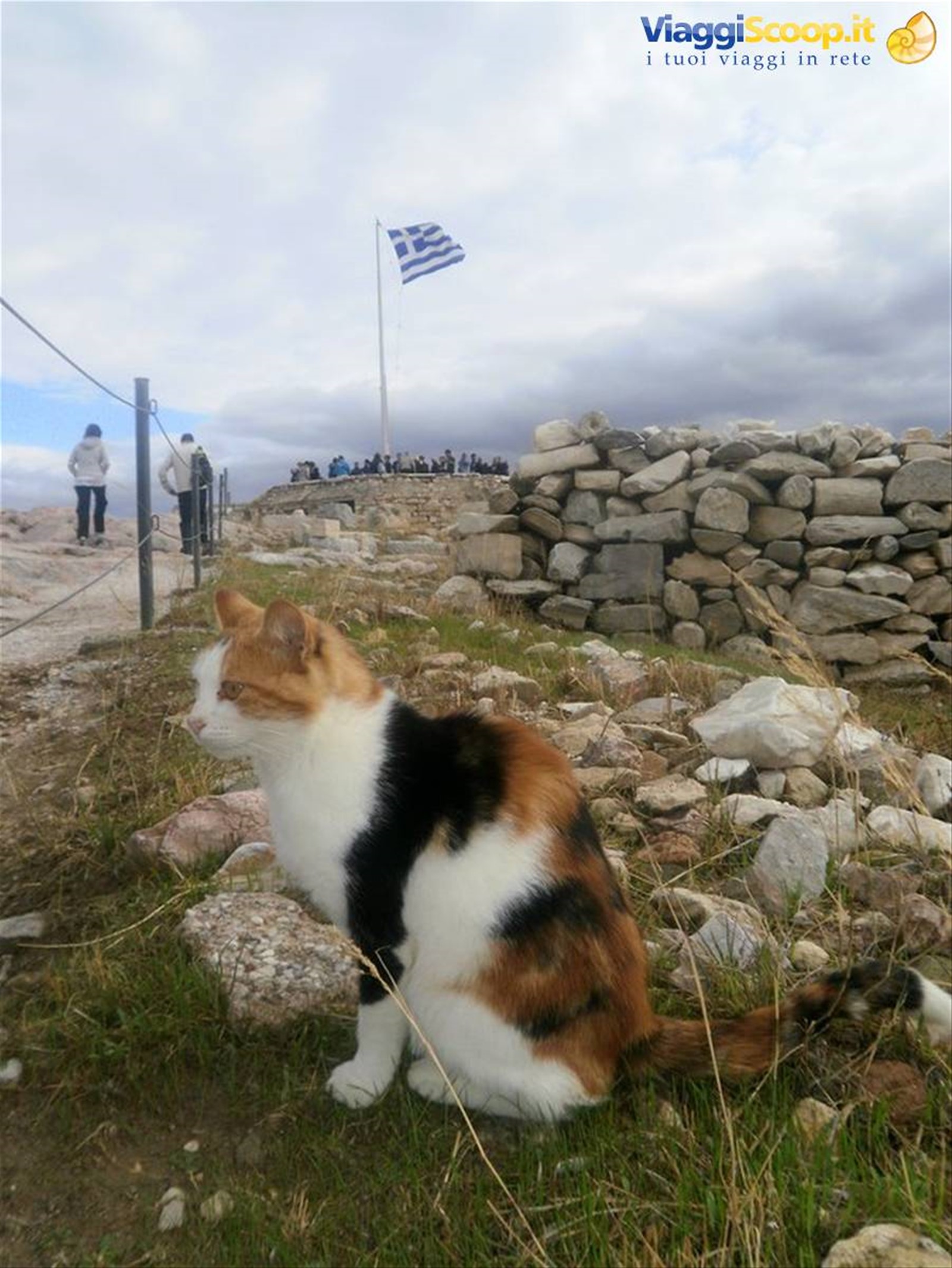 I gatti dell'Acropoli
