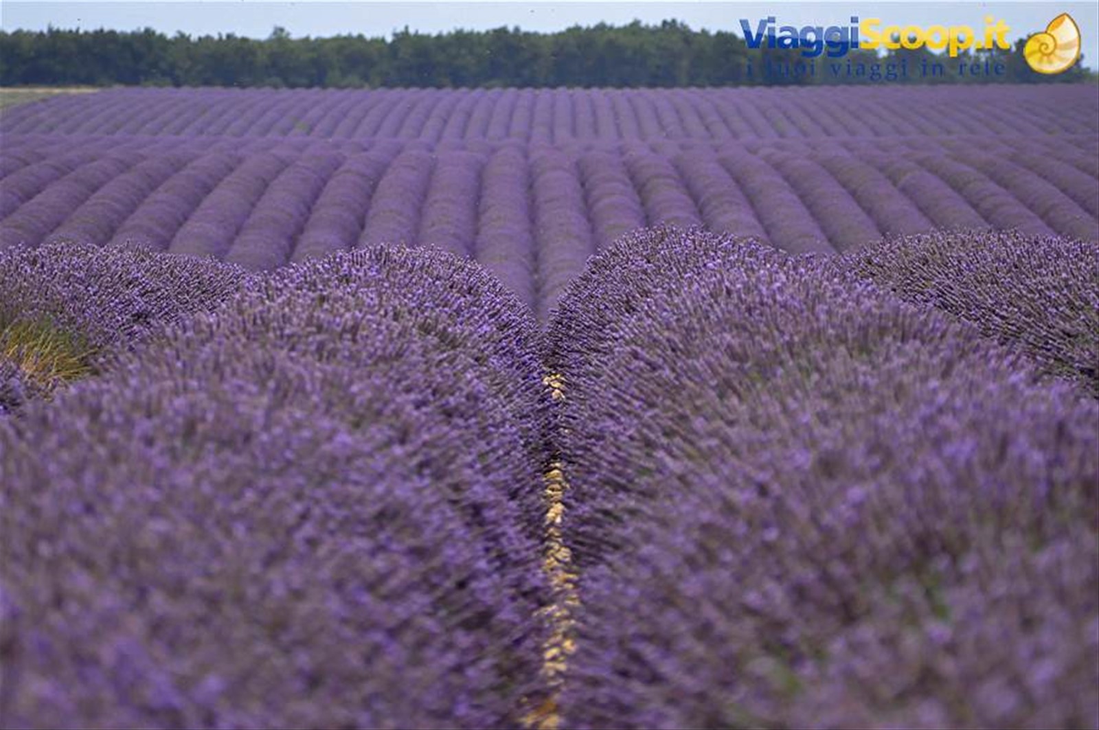 Valensole, lavanda