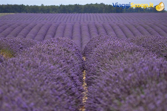 Valensole, lavanda