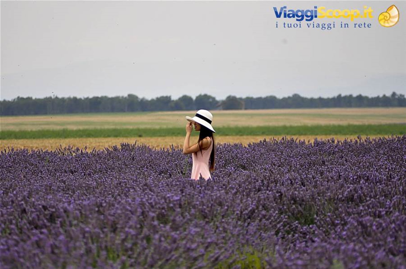 Valensole, lavanda
