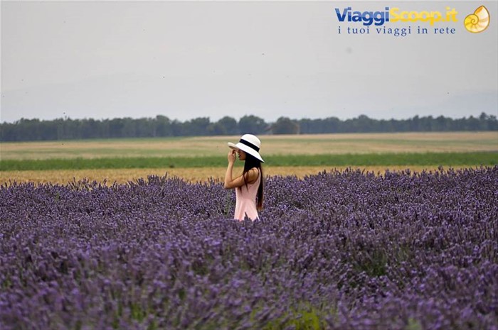 Valensole, lavanda