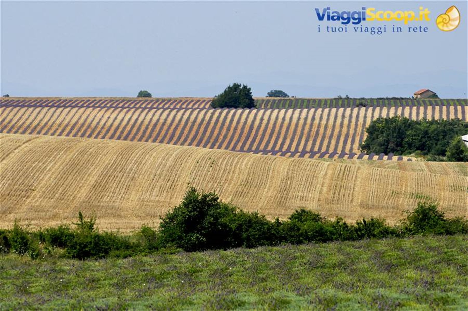 Valensole, lavanda