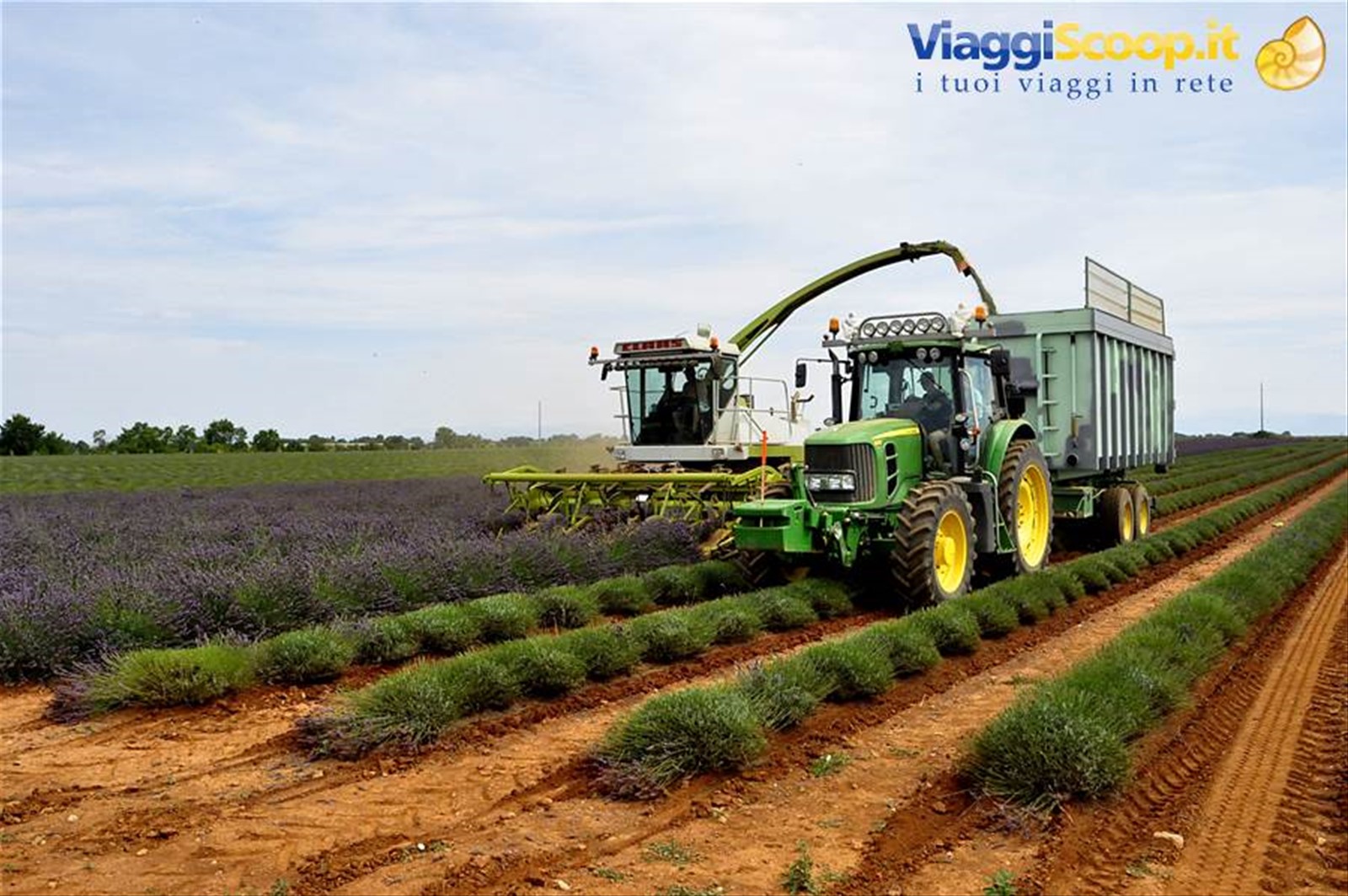 Valensole, lavanda