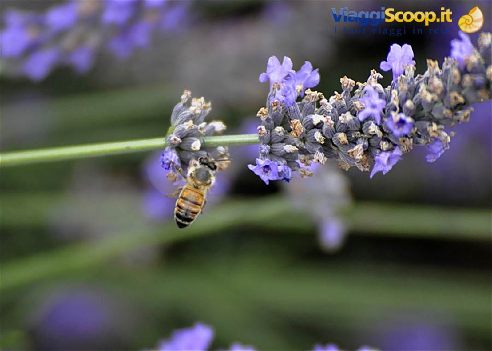 Valensole, lavanda