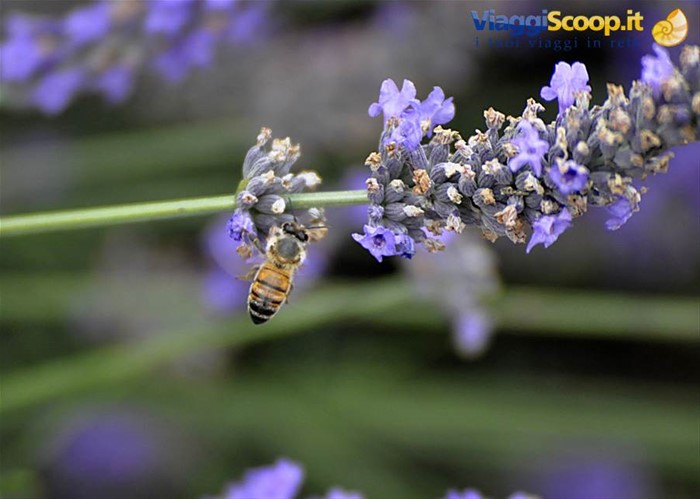 Valensole, lavanda