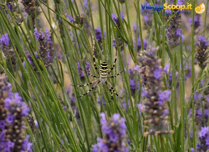 Valensole, lavanda