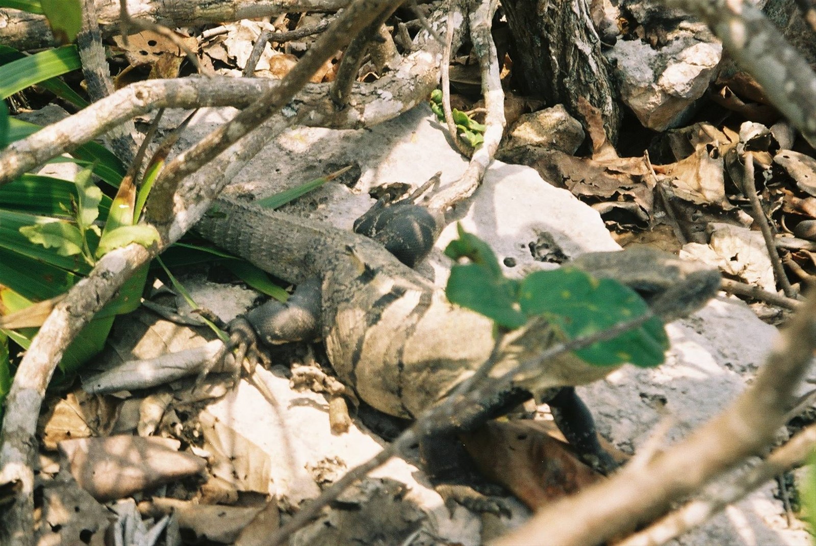 Iguana