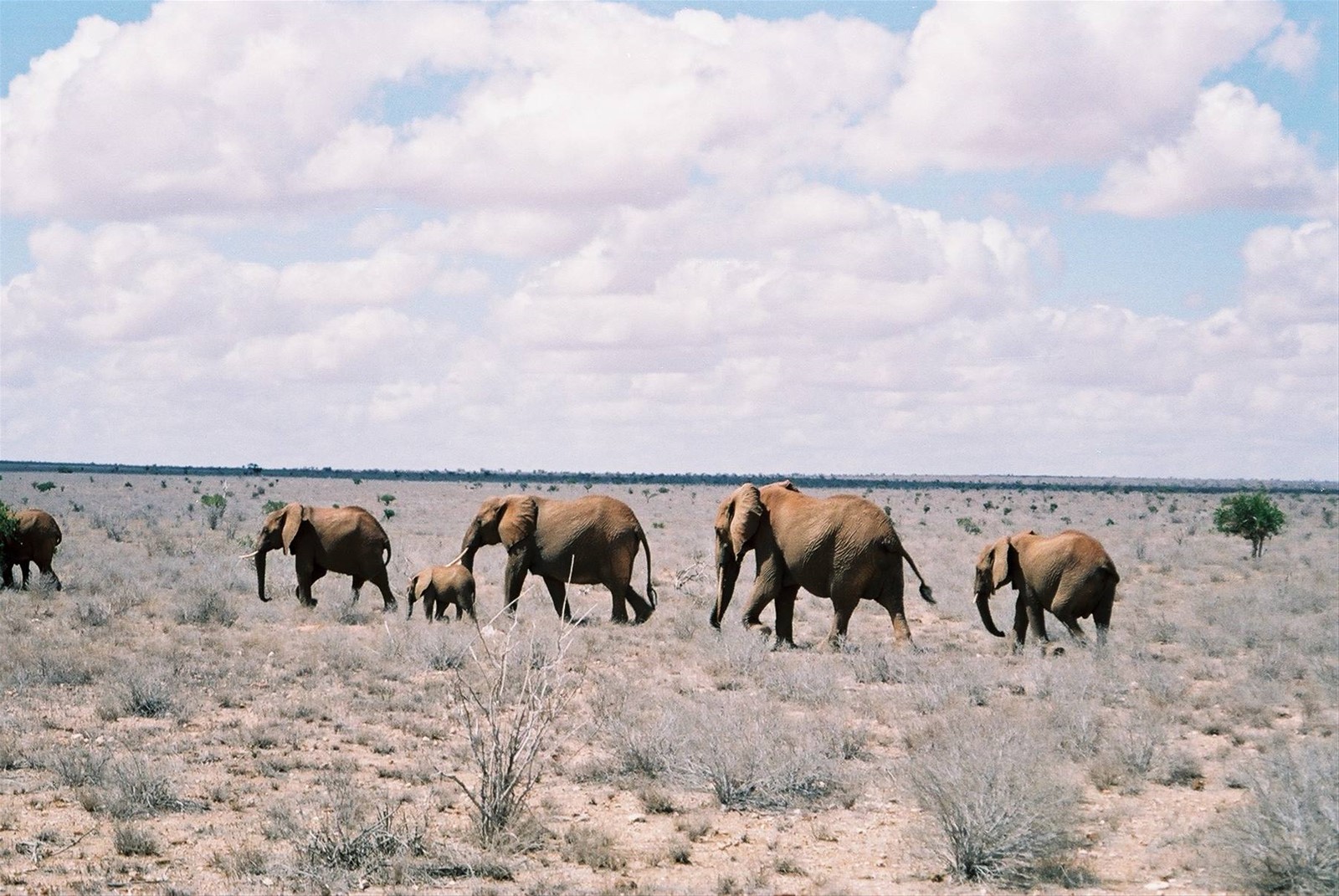 safari elefanti