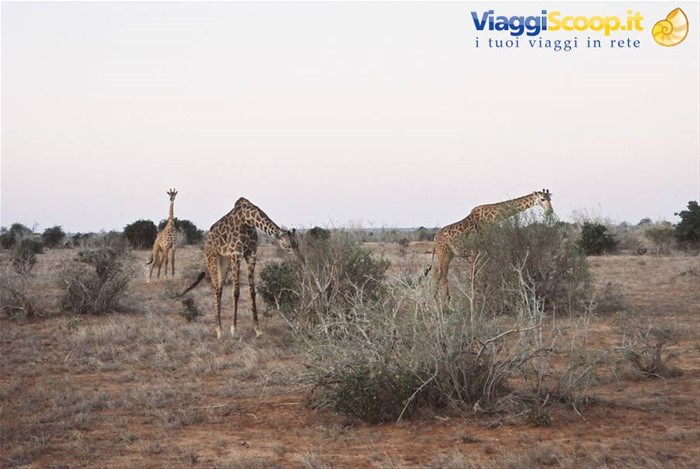 giraffe