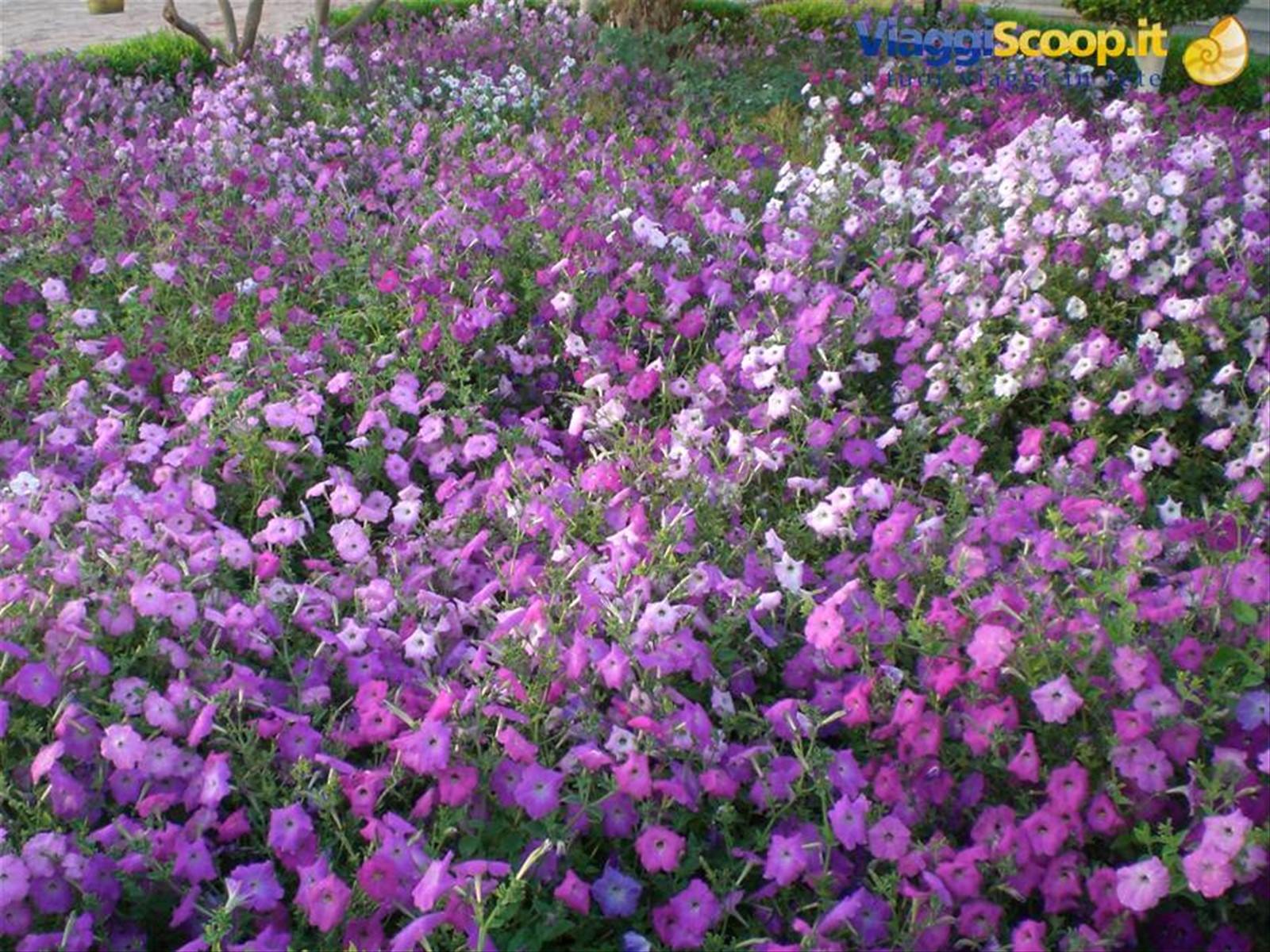 Fiori all'Hilton