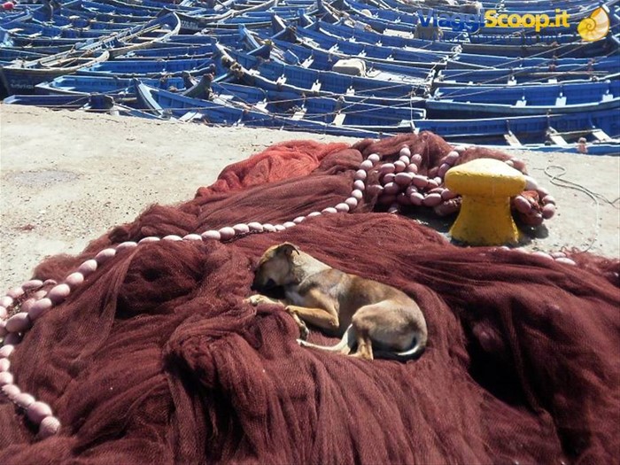 dolce riposo