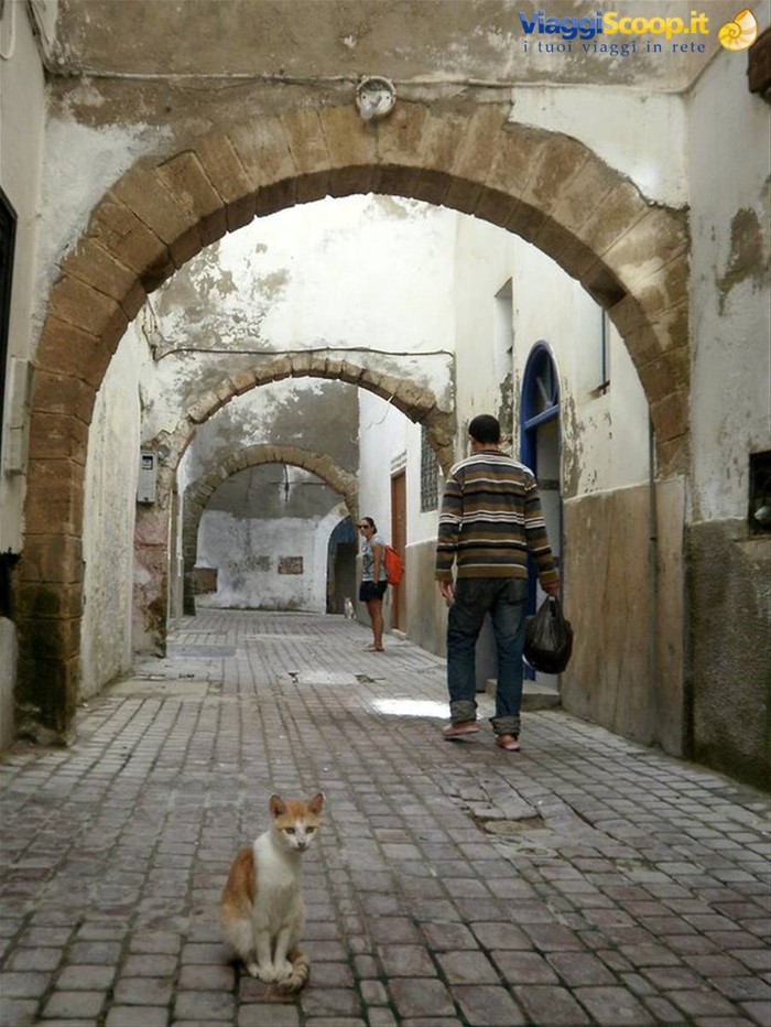 i guardiani della medina..i gatti