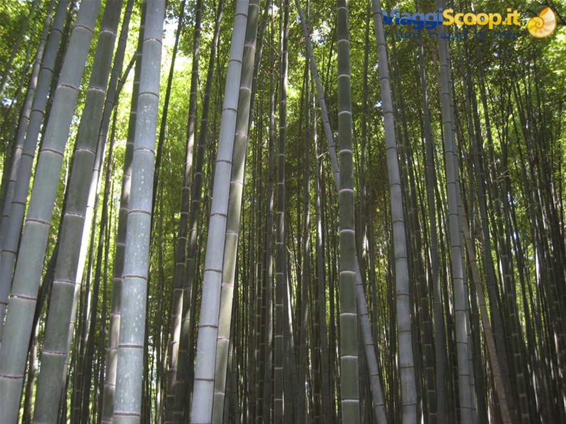 Kyoto - Foresta di bambù