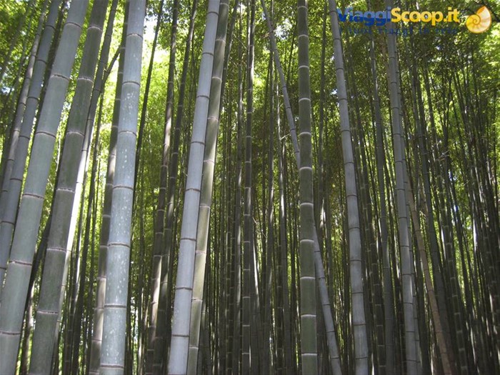 Kyoto - Foresta di bambù