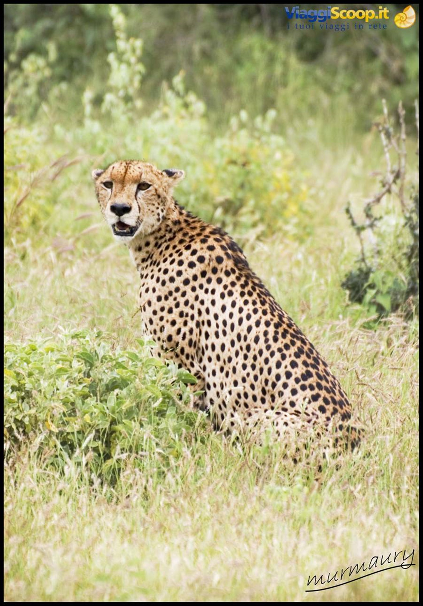 Tsavo Est - cheetah
