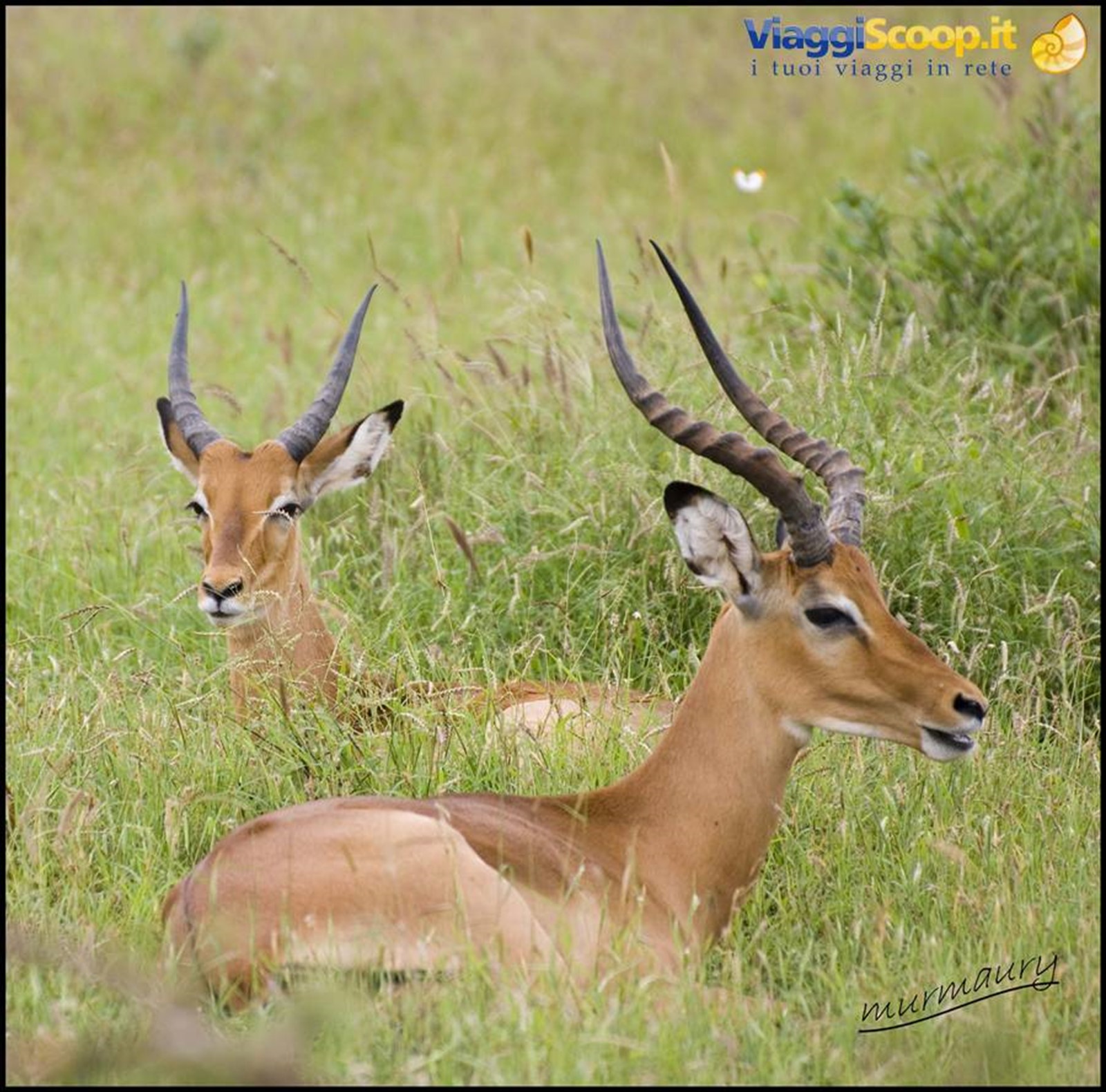 Tsavo Est - gazelle