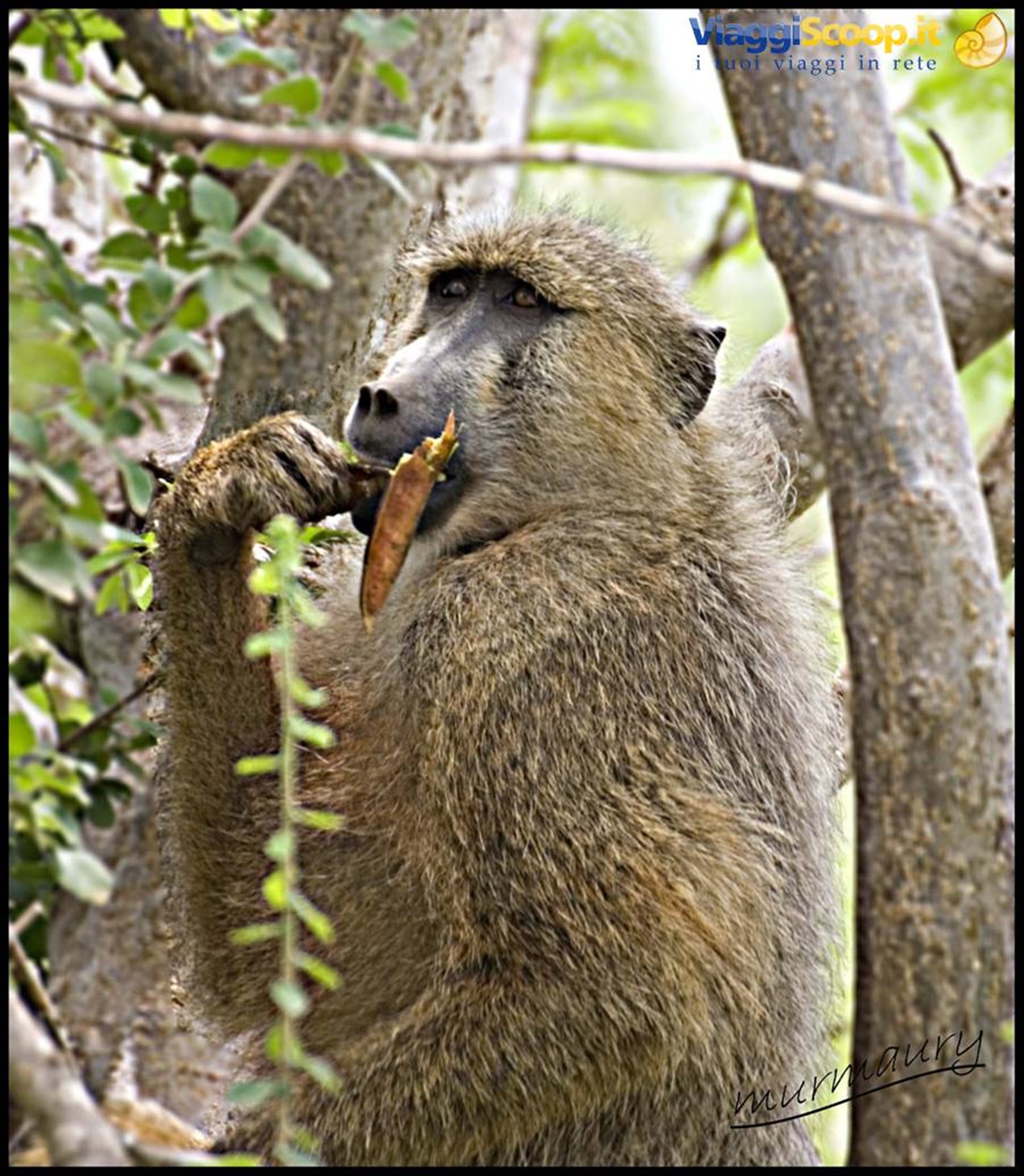 Tsavo Est - baboon