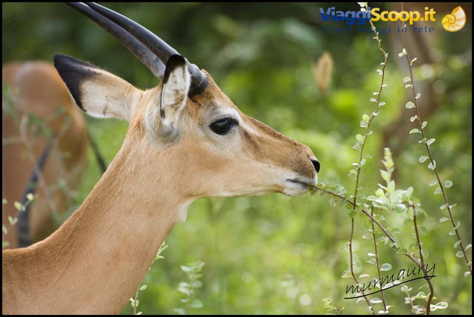 Tsavo Est - gazelle 2