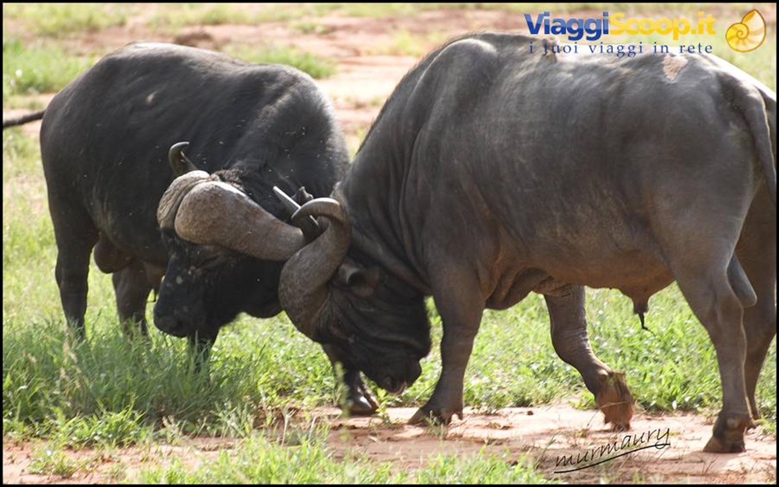 Tsavo Est - buffalo
