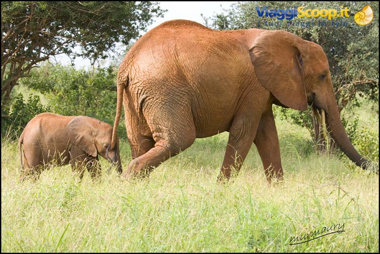 Tsavo Est - tembo