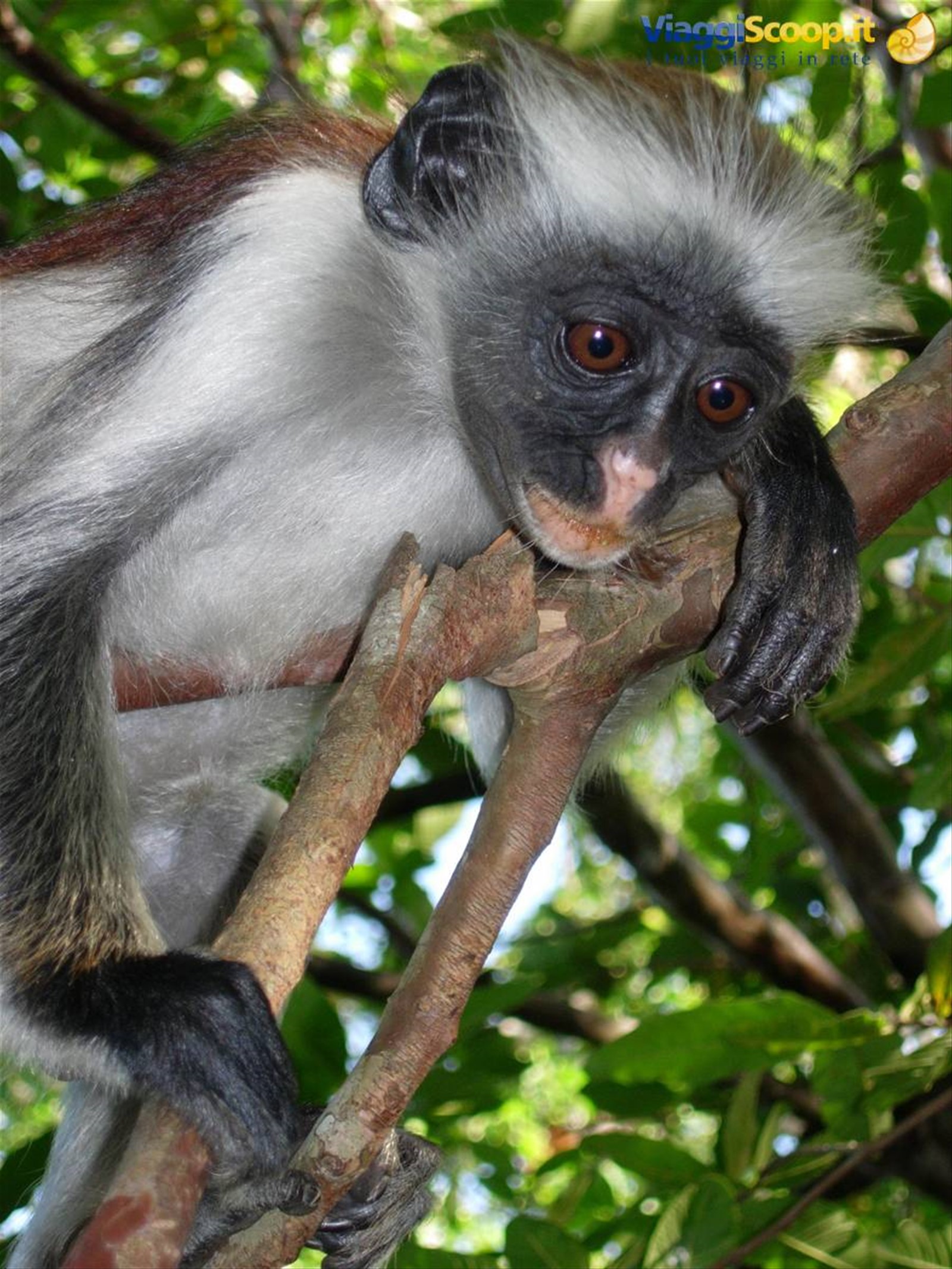 Foto di viaggio in TANZANIA